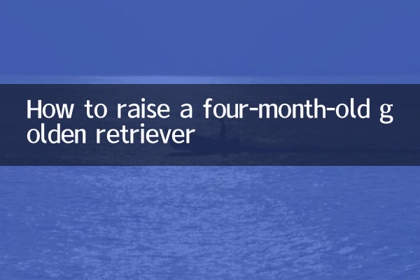 Como criar um golden retriever de quatro meses