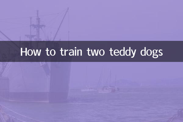 How to train two teddy dogs