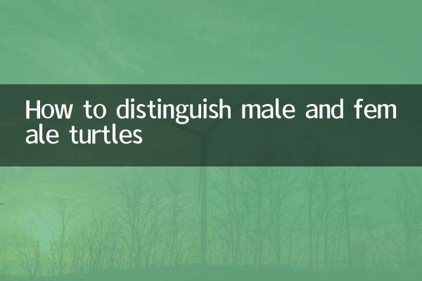 كيفية التمييز بين السلاحف الذكور والإناث