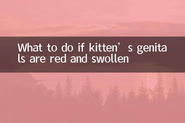 What to do if kitten’s genitals are red and swollen
