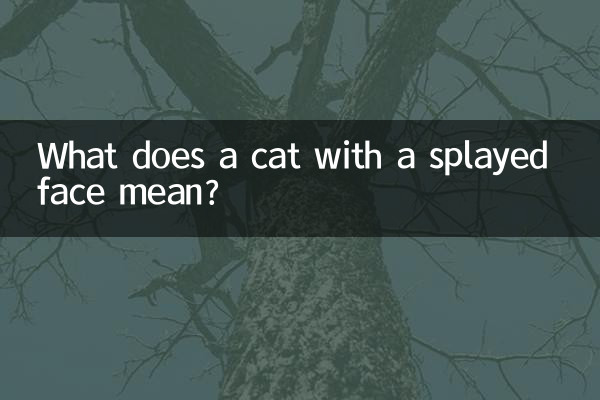 Что означает кот с расплющенной мордой?