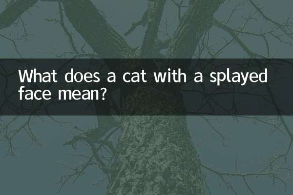 Cosa significa un gatto con la faccia allargata?