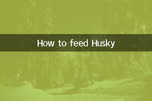 How to feed Husky
