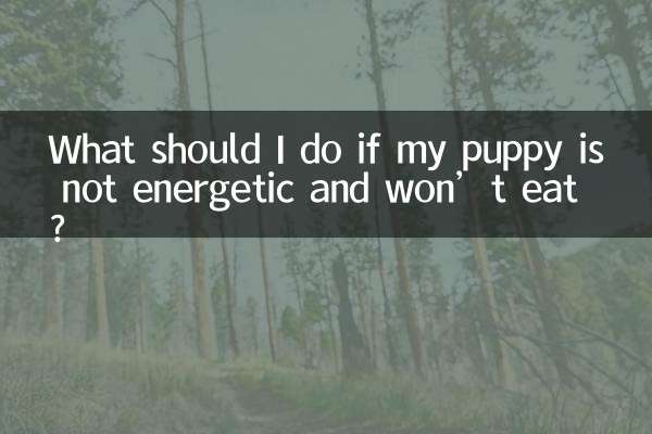 اگر توله سگ من پرانرژی نیست و غذا نمی خورد چه باید بکنم؟