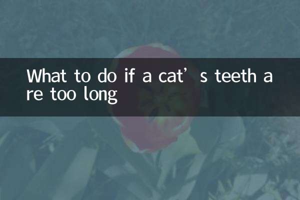 Что делать, если у кошки слишком длинные зубы