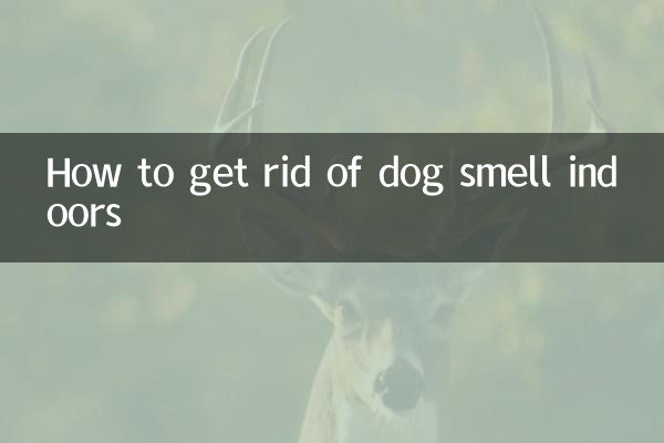 Como se livrar do cheiro de cachorro dentro de casa