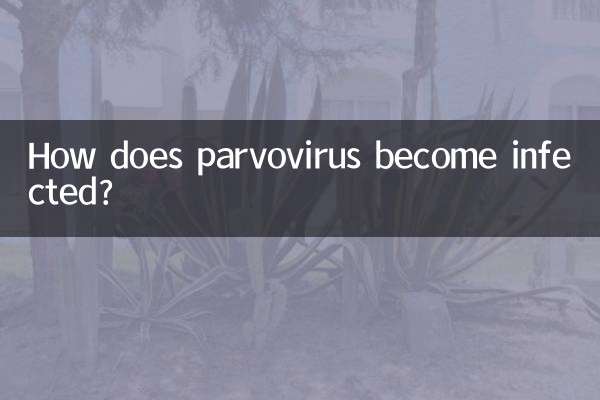 Wie wird das Parvovirus infiziert?