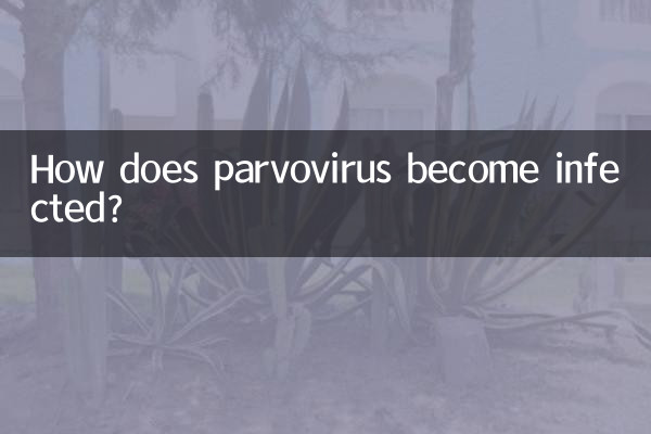 كيف يصاب فيروس البارفو بالعدوى؟