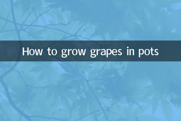 Wie man Weintrauben in Töpfen anbaut