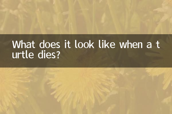 Как это выглядит, когда умирает черепаха?