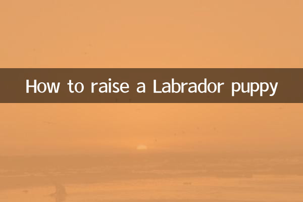幼犬拉布拉多怎麼養