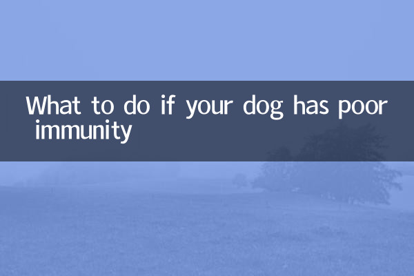 Was tun, wenn Ihr Hund eine schwache Immunität hat?