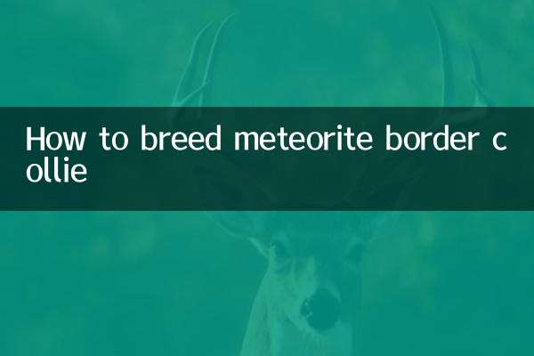 उल्कापिंड बॉर्डर कॉली का प्रजनन कैसे करें