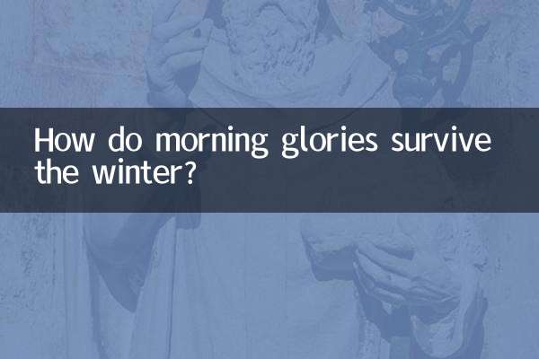 Comment les gloires du matin survivent-elles à l’hiver ?