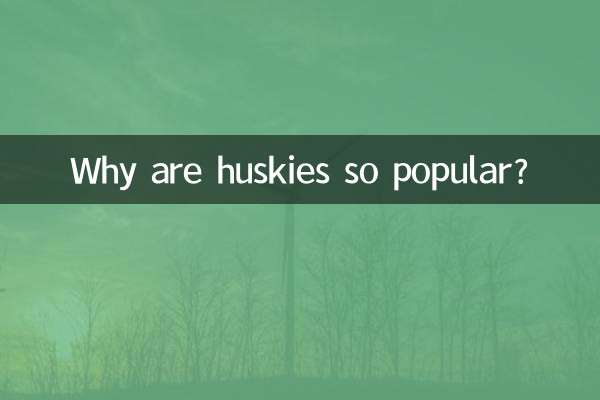 Why are huskies so popular?