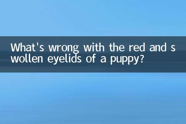 강아지 눈꺼풀이 붉어지고 부어오르는데 무슨 문제가 있나요?