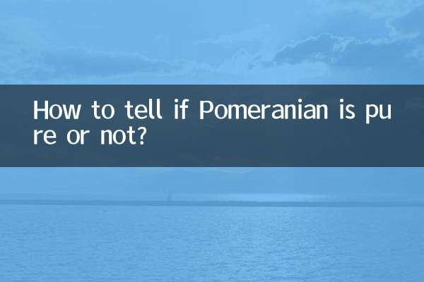 博美純不純怎麼看