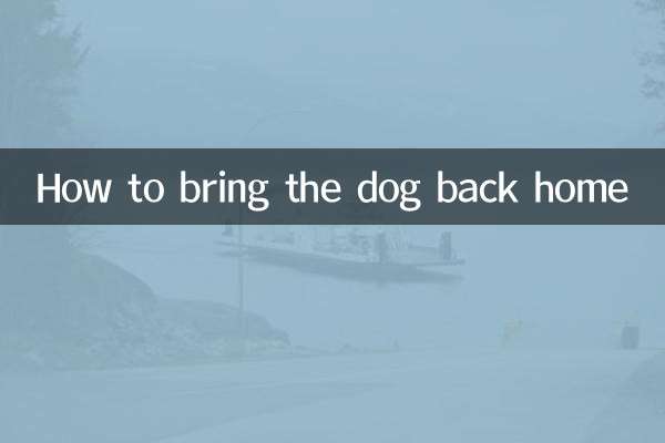 Как вернуть собаку домой