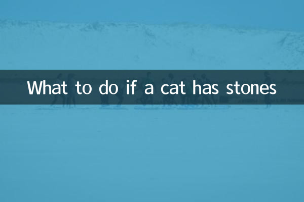 اگر گربه سنگ داشت چه باید کرد؟