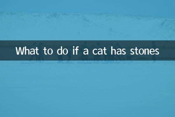 اگر گربه سنگ داشت چه باید کرد؟