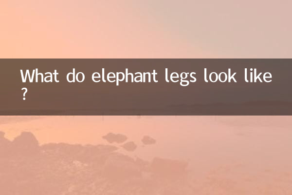 كيف تبدو أرجل الفيل؟