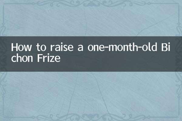 Como criar um Bichon Frise de um mês