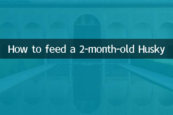 نحوه تغذیه هاسکی 2 ماهه