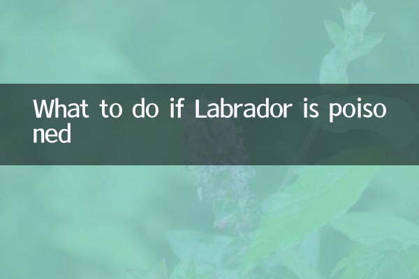 اگر لیبراڈور کو زہر دیا گیا تو کیا کریں