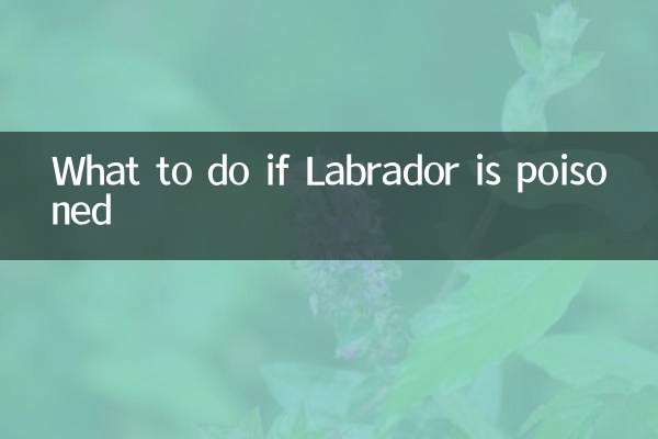 اگر لیبراڈور کو زہر دیا گیا تو کیا کریں