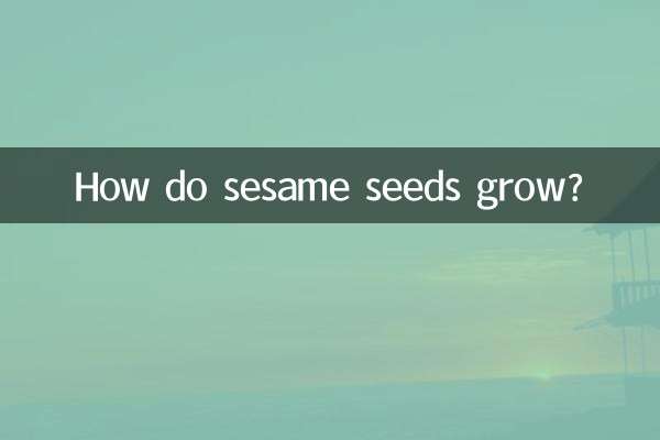 Como crescem as sementes de gergelim?