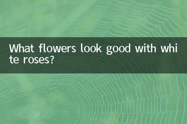 白玫瑰配什么花好看