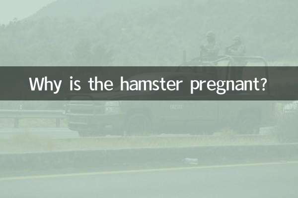 Why is the hamster pregnant?