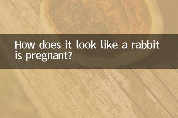 How does it look like a rabbit is pregnant?