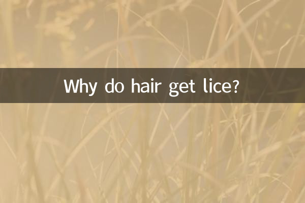 머리카락에 이가 생기는 이유는 무엇입니까?