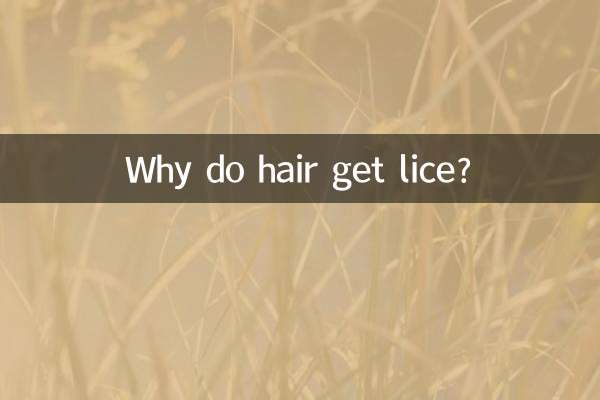 머리카락에 이가 생기는 이유는 무엇입니까?