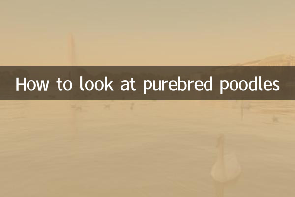 怎么看贵宾犬纯种