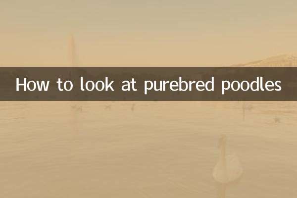 How to look at purebred poodles
