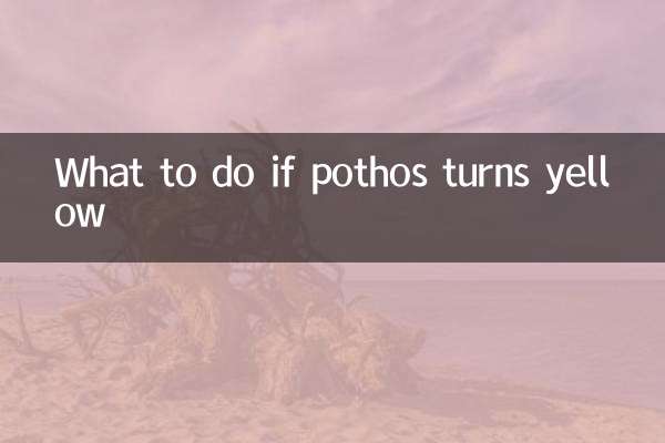 ماذا تفعل إذا تحول البوثوس إلى اللون الأصفر