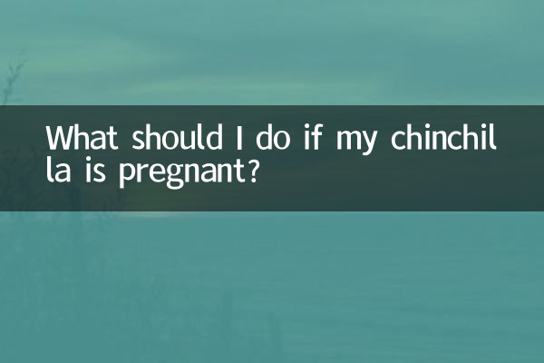 यदि मेरी चिनचिला गर्भवती है तो मुझे क्या करना चाहिए?