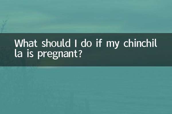 यदि मेरी चिनचिला गर्भवती है तो मुझे क्या करना चाहिए?