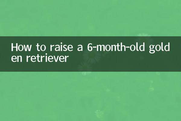 生後6ヶ月のゴールデンレトリバーの育て方