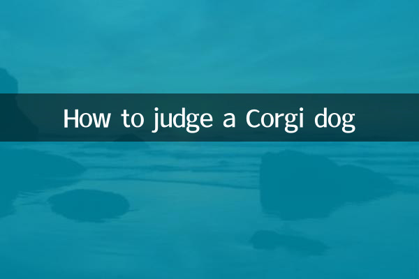 Como julgar um cachorro Corgi