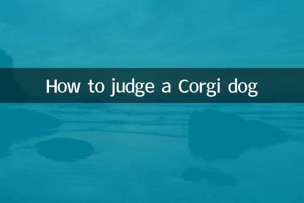 Como julgar um cachorro Corgi