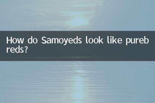 Como os Samoiedos se parecem com raças puras?