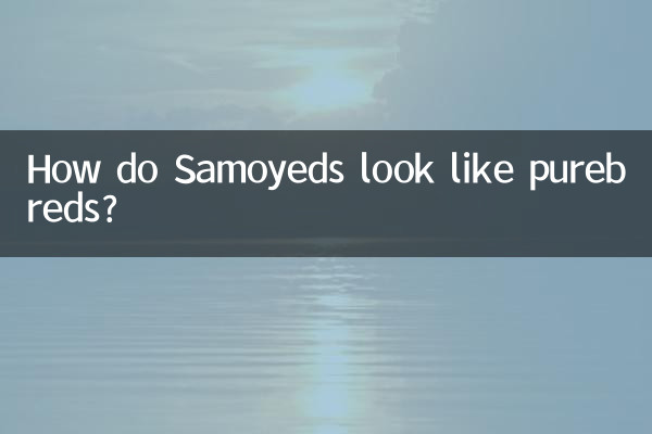 How do Samoyeds look like purebreds?