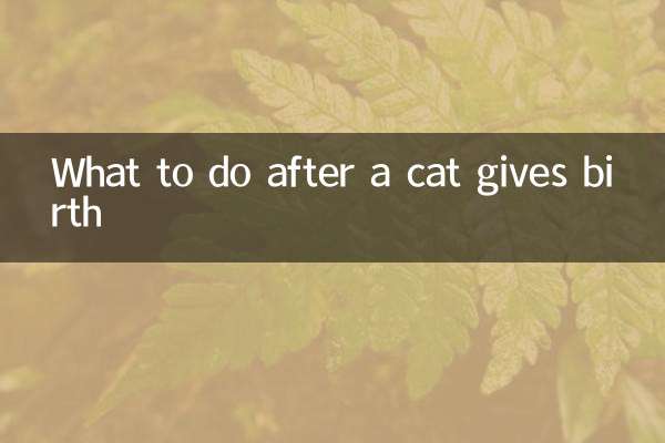 O que fazer depois que um gato dá à luz
