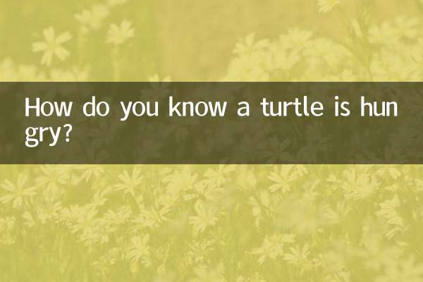 거북이가 배고픈지 어떻게 알 수 있나요?