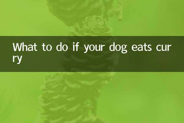 What to do if your dog eats curry
