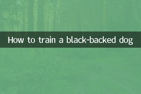 怎么训练黑背犬