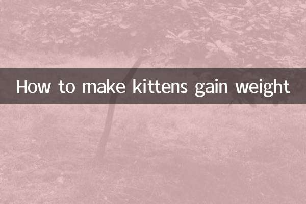 كيفية زيادة وزن القطط الصغيرة